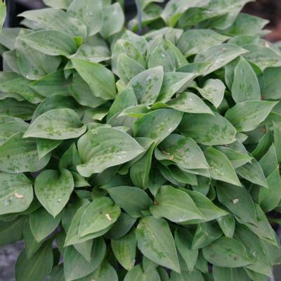 Hosta 'Thumb Nail'